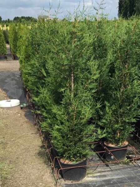 Grüne Bastardzypresse '2001' (Cupressocyparis leylandii '2001') 175-200 cm C20 als immergrüner Nadelbaum im Container.