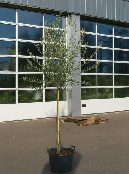 Olea europaea (Olivenbaum/Echter Ölbaum) Halbstamm 8-10 StU im Topf C25, schlanker Stamm mit silbrig-grünem Laub.