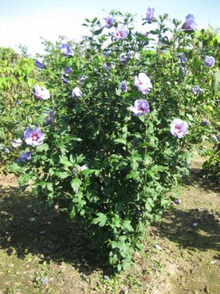 Roseneibisch 'Blue Bird ®' / Hibiscus syriacus 'Oiseau Bleu ®' / 'Blue Bird ®'