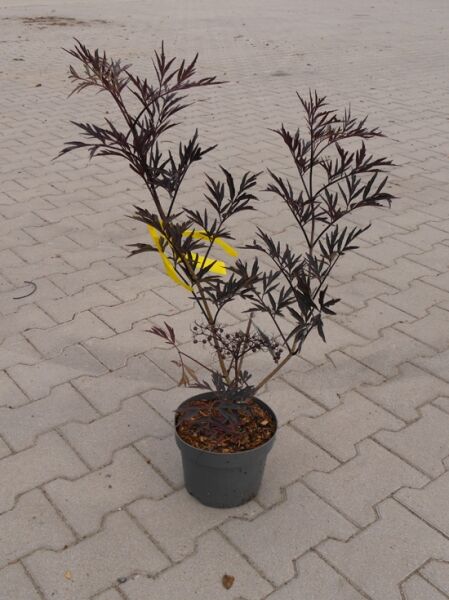 Sambucus nigra 'Black Lace ®' / Rotblättriger Schlitz-Holunder 'Black Lace ®' 40-50 cm C3 im Topf, dunkelrote, geschlitzte Blätter