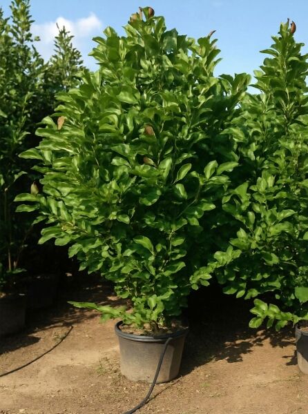 Stern-Magnolie 'Ballerina' / Stern-Magnolie 'Ballerina'