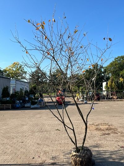 Kupfer-Felsenbirne 200 - 250 cm Schirmform / Amelanchier lamarckii (1577344)