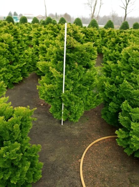 Zwerg-Muschelzypresse Chamaecyparis obtusa 'Nana Gracilis' 100-125 cm m. Db., kompakter, dichter, grüner Nadelstrauch im Feldbestand