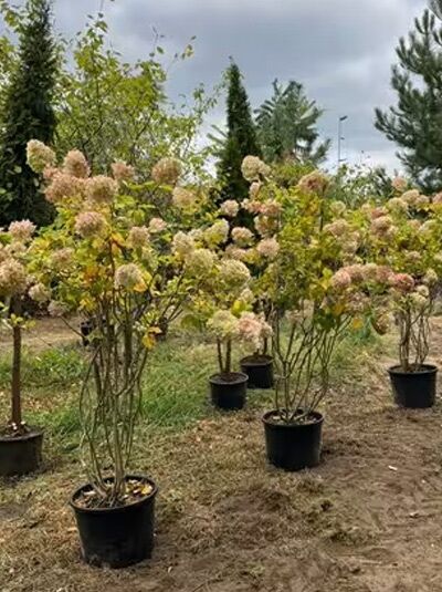 Hydrangea paniculata 'Limelight ®' / Limonenfarbene Rispen-Hortensie 'Limelight ®', 125–150 cm C30, Schirmform im Topf mit Rispenblüten.