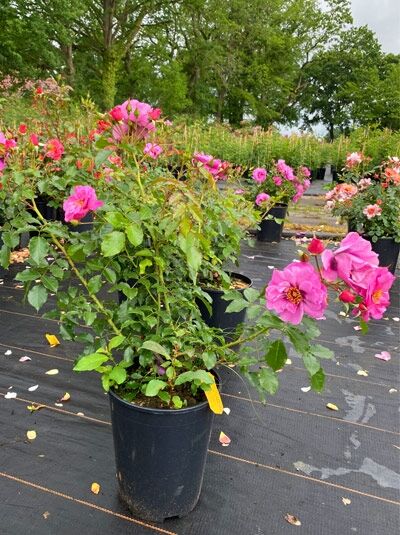 Rosa 'Orienta'® 'Djamila' Strauchrose im C5-Topf, buschiger Wuchs mit grünen Blättern und pinken, offenen Blüten.