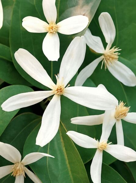 Clematis armandii (Immergrüne Waldrebe) mit weißen, sternförmigen Blüten und gelblichen Staubgefäßen vor grünen Blättern