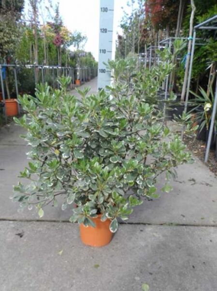Pittosporum tobira 'Variegatum' – Weißbunter Chinesischer Klebsame 'Variegatum' im Topf, buschiger Strauch mit panaschierten Blättern