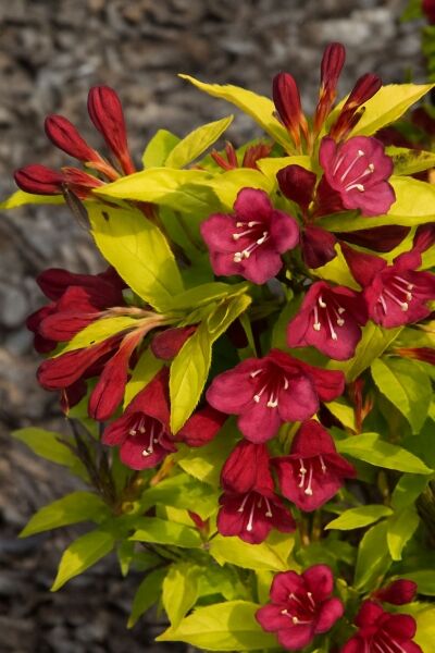 Gelblaubige Weigelie 'Looymansii Aurea' / Gelblaubige Weigelie 'Looymansii Aurea'