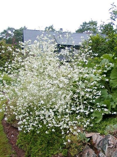 Crambe cordifolia (Riesen-Schleierkraut) als hoher, buschiger Horst mit vielen kleinen weißen Blüten in lockeren Rispen