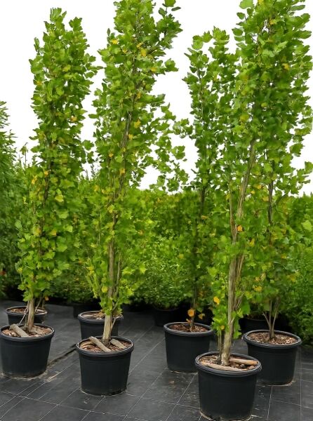 Liriodendron tulipifera 'Fastigiatum' / Säulen-Tulpenbaum, schlanker Baum im Container C100, 350–400 cm hoch.