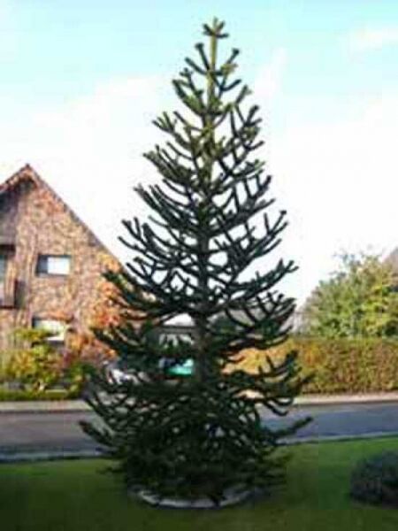 Araucaria araucana / Chilenische Schmucktanne / Araukarie