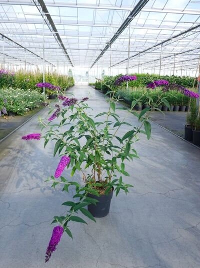 Buddleja davidii 'Royal Red' (Sommerflieder) Schmetterlingsstrauch im Topf, 100-125 cm C7, mit purpurfarbenen Blütenrispen