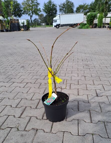 Euonymus planipes (Großfrüchtiges Pfaffenhütchen) 30–40 cm C3, junger Strauch im schwarzen Pflanztopf mit Trieben und Etikett.