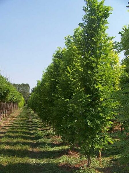 Robinia pseudoacacia 'Pyramidalis' / Säulen-Robinie / Säulen-Akazie
