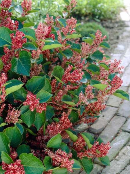 Fallopia japonica compacta / Japan-Knöterich