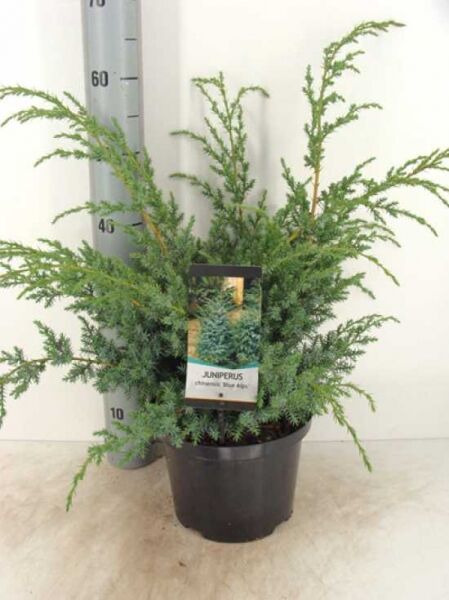 Juniperus chinensis 'Blue Alps' / Strauch-Wacholder 'Blue Alps' 30-40 cm C7 im schwarzen Topf, buschiger Wuchs mit blaugrünen Nadeln.