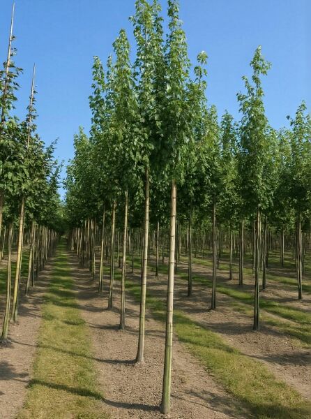 Säulen-Rot-Ahorn Acer freemanii 'Armstrong', Hochstamm 14-16 StU mit Drahtballen, schlanker Stamm mit säulenförmiger Krone.