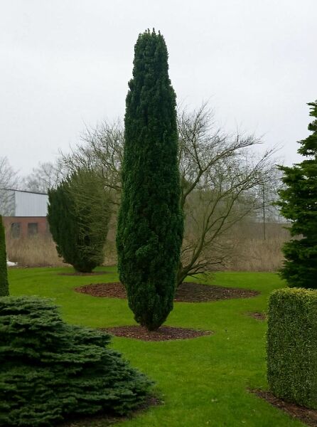 Taxus baccata 'Fastigiata Robusta' / Schmale Säulen-Eibe 400-450 cm m. Db., solitär, schmal säulenförmiger Wuchs, dicht benadelt