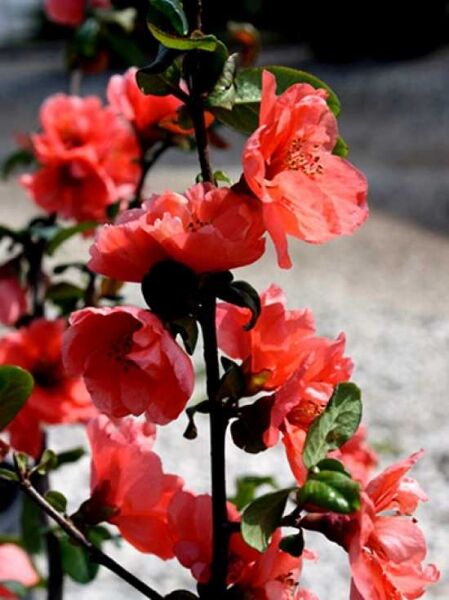 Chaenomeles speciosa 'Hotfire'® / Zierquitte 'Hotfire'® mit pinkroten Blüten und grünen Blättern am Zweig.