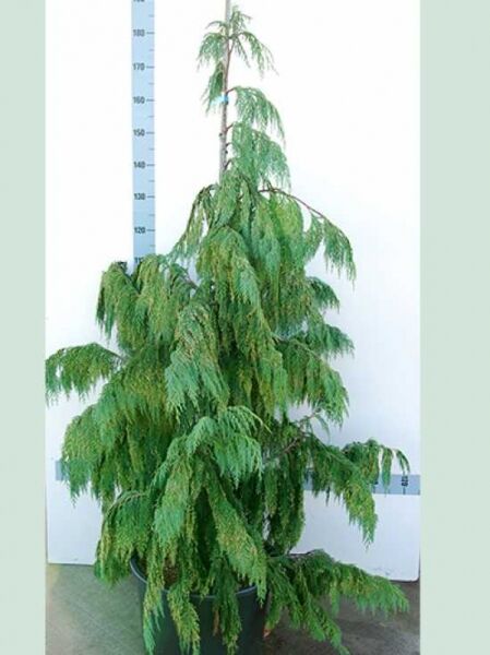 Hänge-Nootkazypresse (Chamaecyparis nootkatensis 'Pendula') 150-175 cm, Container C35, schlanker Stamm mit überhängenden grünen Zweigen