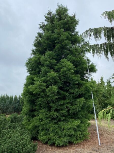 Sequoiadendron giganteum / Mammutbaum / Bergmammutbaum