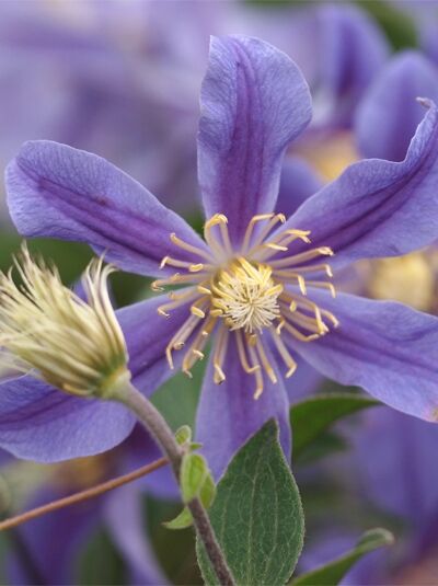Ganzblättrige Waldrebe 'Juuli' - Clematis integrifolia 'Juuli'