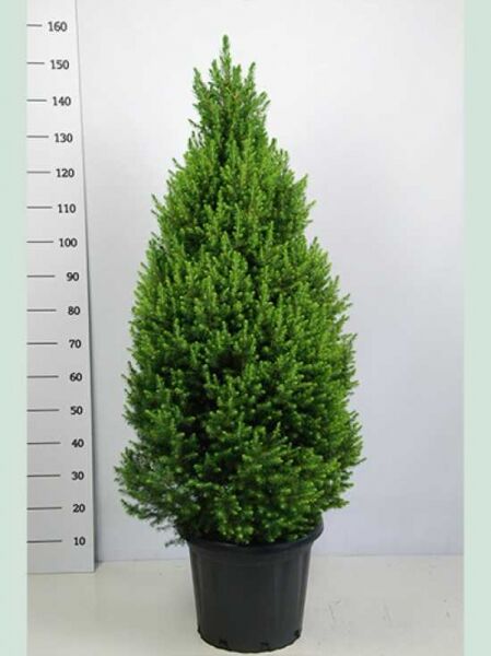 Zuckerhut-Fichte / Picea glauca 'Conica'