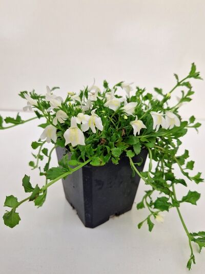 Weißes Lippenmäulchen Mazus reptans „Albus“ im P9-Topf mit grünen Trieben und weißen Blüten