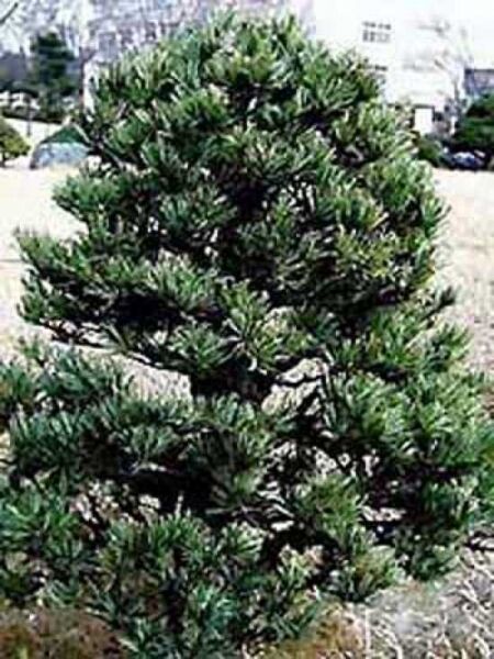 Pinus parviflora / Mädchen-Kiefer