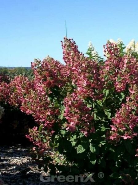 Rispen-Hortensie 'Magical Fire'® / Hydrangea paniculata 'Magical Fire'®