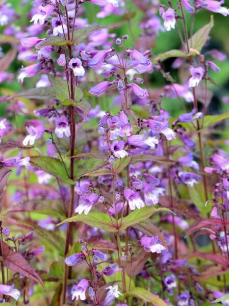 Bartfaden / Penstemon smallii