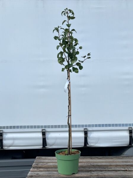 Pyrus communis 'Supertrevoux' / Birne 'Supertrevoux' Halbstamm C7, veredelter Jungbaum im Topf mit Stamm und grünen Blättern