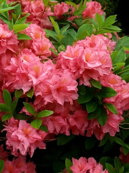 Laubabwerfende Azalee Azalea luteum 'Gallipoli' (Knap-Hill) mit rosa Blütenbüscheln und grünem Laub.