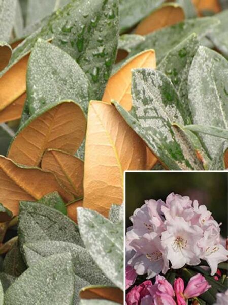 Rhododendron 'Gulliver' / Rhododendron adenogynum 'Gulliver'