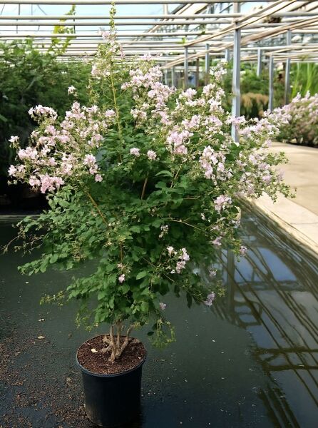 Lagerstroemia indica 'Camaieu d'été' ® (Flieder des Südens) als Kübelpflanze mit rosafarbenen Blüten und grünem Laub