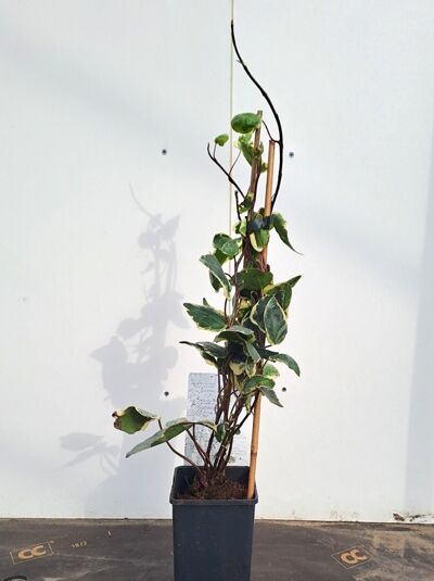 Weißbunter gewöhnlicher Efeu Hedera helix 'Eva', Kletterpflanze im Topf C2, 40–60 cm, mit grün-weiß panaschierten Blättern an Rankhilfe