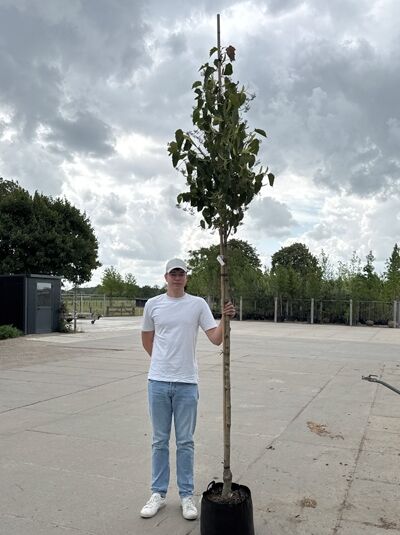 Tilia henryana (Asiatische Linde) Hochstamm 10-12 StU im Container, junger Baum mit Stamm und grünen Blättern