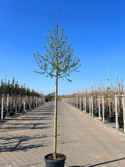 Birne 'Gräfin von Paris' (Pyrus communis 'Gräfin von Paris') Hochstamm 12-14 StU im Container mit Krone und Stamm