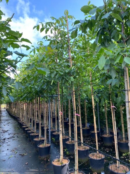 Juglans regia 'Mars', Gemeine Walnuss 'Mars', Hochstamm im Container mit Stützpfahl und grünem Laub in Baumschulreihe.