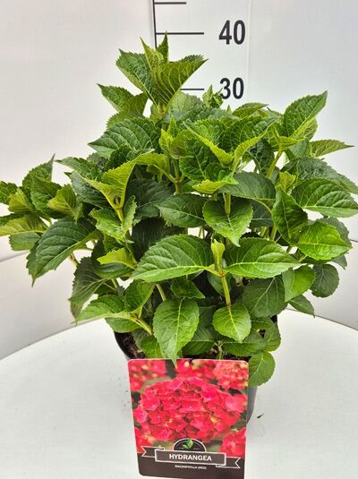 Bauern-Hortensie 'Alpenglühen' (Hydrangea macrophylla) 40-60 cm C7, grüner, buschiger Strauch im Topf mit Pflanzenetikett.