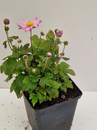 Herbst-Anemone Anemone japonica 'Fantasy Pocahontas' P9 im Topf, grüne Blätter, rosa Blüte und Knospen