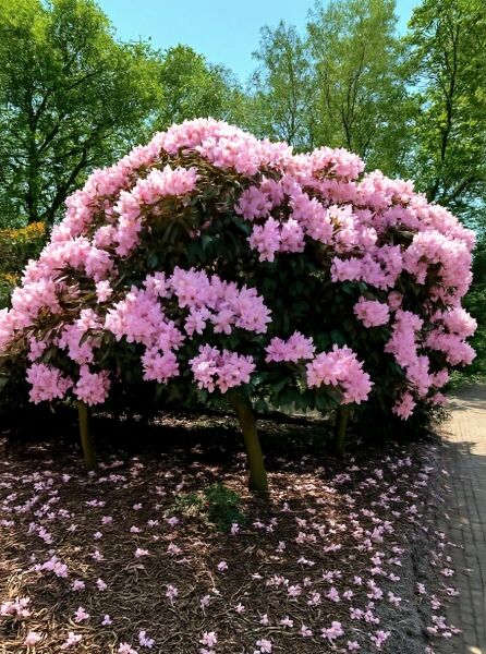 Rhododendron yakushimanum 'Polaris' / Rhododendron 'Polaris' auf Stamm 80 cm, Krone 250–300 cm, rosa Blüten.