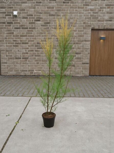 Frühlings-Tamariske (Tamarix parviflora) im Topf, fein verzweigte Triebe, Variante 100-125 cm C10