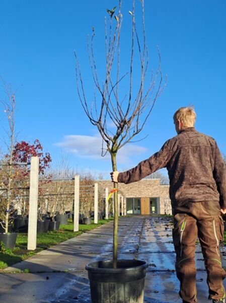 Pyrus communis 'Beurré Hardy' / Birne 'Beurré Hardy' Halbstamm 14-16 StU im Container, junger Obstbaum mit Krone im Topf