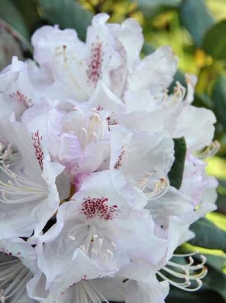 Rhododendron 'INKARHO Bismarck' / Rhododendron Hybride 'INKARHO Bismarck'