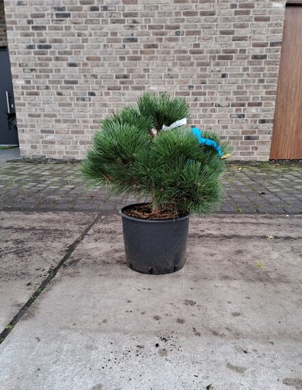 Pinus nigra 'Helga' / Zwerg-Schwarzkiefer 'Helga', kompakte Zwergkiefer mit dunkelgrünen Nadeln im C12-Topf, 40–50 cm breit