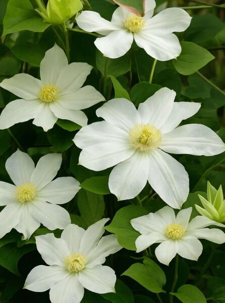 Waldrebe Clematis Hybride 'Wadas Primrose' mit cremeweißen Blüten und gelblicher Mitte, umgeben von grünem Laub.