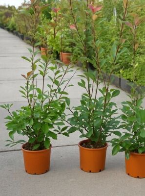 Glanzmispel 'Red Robin' / Photinia fraseri 'Red Robin' gnstig kaufen