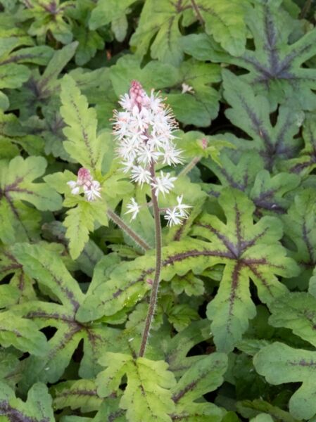 Schaumblüte 'Candy Striper ®' / Tiarella cordifolia Candy Striper ®'
