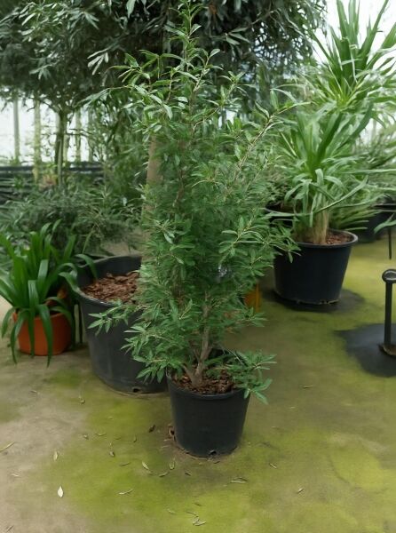 Olea europaea (Olivenbaum/Echter Ölbaum) 80–100 cm C20, mehrstämmiger Jungbaum im schwarzen Pflanztopf mit schmalen grünen Blättern